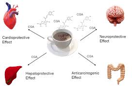 Does coffee trigger cortisol release? Beverages Free Full Text Consumption Of Chlorogenic Acids Through Coffee And Health Implications Html