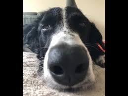 Wie Shiatsu Auf Den Hund Kam Youtube In 2020 Hunde