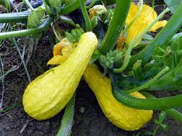 Yellow squash chocolate doughnut little house living. Yellow Crookneck Summer Squash