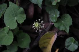 Image result for Hydrocotyle mannii