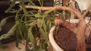 4 leaves drying up and fall is not normal, your problem seems to be one that you may be overwatering. Cactus And Succulents Forum Unhealthy Christmas Cactus Please Help Garden Org