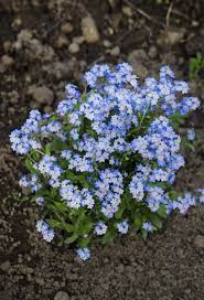 Burpee forget me not seed produces bright blue flowers that cover compact, bushy plants. When To Plant Forget Me Nots Tips On Planting Forget Me Nots From Seeds