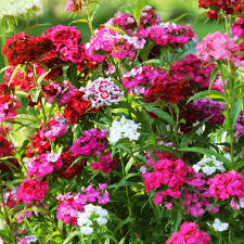 Image result for Sutera debilis