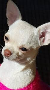 Top 5 Longest Living Dog Breeds Breed Chihuahua Puppies Chihuahua Rat Dog