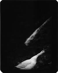 Wherenext Japanese Film Animals Animal Photography