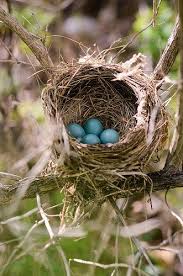 Bird Eggs With Brown Spots On Shell May 2013 Bird Nest Bird Bird Eggs