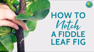 Fiddle leaf philodendron or horse head philodendron (philodendron bipennifolium) is poisonous and sometimes gets confused with ficus lyrata, fiddle leaf figs, because of its name. Are Fiddle Leaf Figs Toxic To Cats Dogs Babies Fiddle Leaf Fig Plant Resource Center Youtube