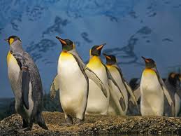 Types Of Penguins Penguin Facts And Information