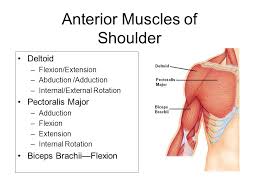 Superficial layer with deltoid, trapezius, pectoralis major and. Muscular System Diagrams Ppt Video Online Download