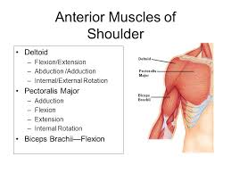 Printable shoulder muscles diagrams to help you study the muscles structure in human's cuff muscles of the back shoulder muscles and chest human anatomy diagram the shoulder muscles. Muscular System Diagrams Ppt Video Online Download