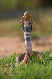 Standing High Indian Cobra Naja Naja Viewbug Com Indian Cobra Cobra Snake Photos