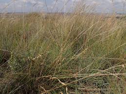 Image result for Digitaria monodactyla