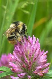 Image result for Bombus sylvarum