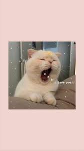 Tons of awesome keqing wallpapers to download for free. Cat Wallpaper Aesthetic Pastel Cat Wallpaper Aesthetic Cat Wallpaper Kitten Wallpaper Cute Cat Wallpaper