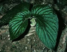 Image result for Pentadiplandra