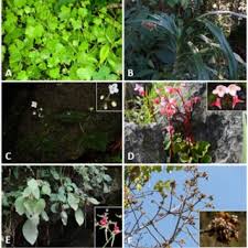 Image result for Achyrospermum micranthum