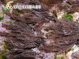 Image result for Daknopholis