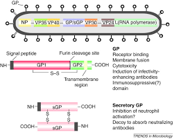 Ebola virus has been found in african monkeys, chimps and other nonhuman primates. The Pathogenesis Of Ebola Hemorrhagic Fever Sciencedirect