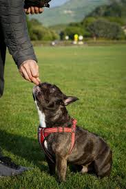 Why Wellesley The Frenchie Loves Wellness Core Inspirations And Celebrations French Bulldog Puppies Wellness Core French Bulldog