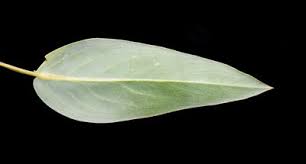 Image result for Senecio latifolius