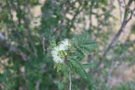 Image result for Tricalysia pallens