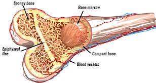 Feb 04, 2011 · each bone in your body is made up of three main types of bone material: Bone Structure Anatomy Explained What Is Bone Marrow