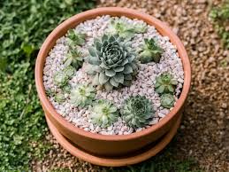Wearing gloves when tending to your prickly pear cactus can help protect your hands and skin and prevent injury. Growing Hens And Chicks In Pots