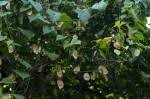 Image result for Cyclantheropsis parviflora