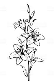 Image Result For White Lily Drawing Pencildrawingsblackandwhite Flores Dibujadas A Lapiz Tatuajes De Lirios Dibujos A Lapiz Rosas
