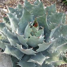 Image result for Buchnera attenuata