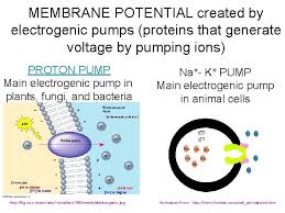 Check spelling or type a new query. Plasma Membrane Structure And Function Image From Http