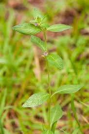 Image result for Cuphea carthagenensis