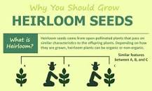Are heirloom seeds worth it?