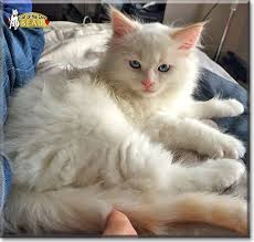 Beau Red Point Ragdoll August 12 2014 Cat Day Beautiful Cats Ragdoll Kitten
