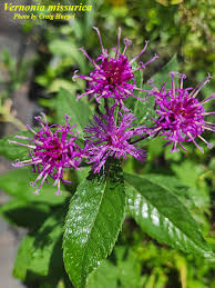 Image result for Vernonia muelleri