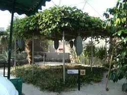 Image result for Telfairia pedata