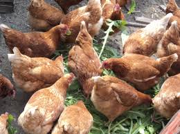 Gallina Ponedora Roja Nuestras Gallinas Y Piensos De Avicola Antonia