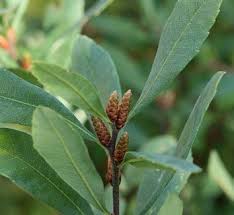 Image result for Myrica