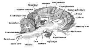 Image Result For Sheep Brain Labeled Brain Diagram Brain Anatomy Student Info
