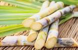 Image of sugarcane crops in pakistan