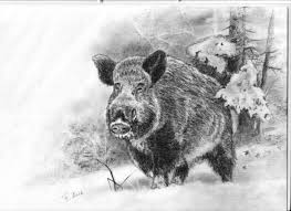 Schwarzwild Jagdmaler Thomas Bold Tiere Malen Tiere Zeichnen Wildschwein