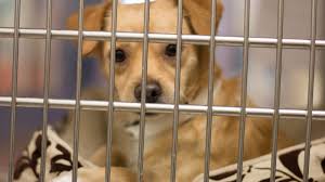 Har du besluttet, at du er klar til at begynde at kigge efter et kæledyr til at vedtage? Clear The Shelter Day Free Adult Pet Adoptions In Maricopa County