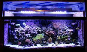 After trying out all types of lighting, i finally decided to try out the growing popularity of leds. Diy Led Reef Tank Light