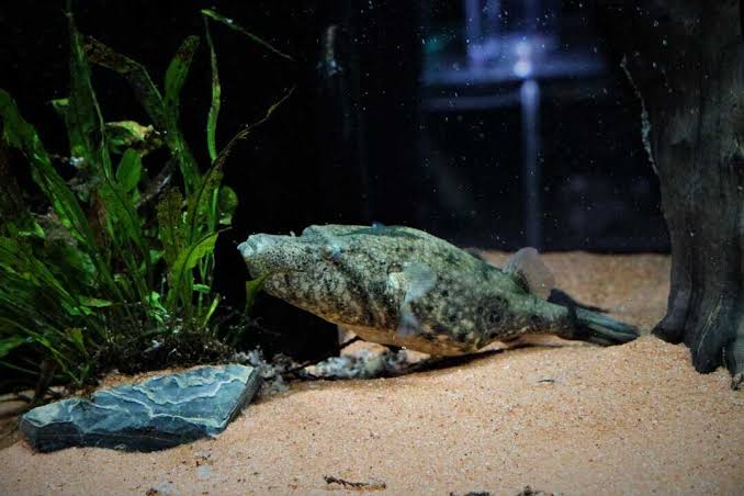 Tetraodon suvattii - Mekong Kofferkugelfisch 14-16 cm WF - Fishtopia