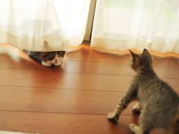 They Re Still Trying To Figure Out Their Roles As New Siblings Kitten Maru Japanese Cat
