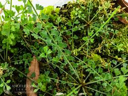 Image result for Asplenium smedsii