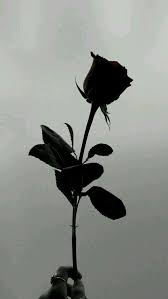 Pin By Crystal H On A Flowers Photography Wallpaper Photography Wallpaper Black Wallpaper