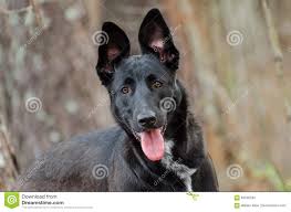 The malinois is one of four belgian herding dogs that are all considered varieties of a single breed in their homeland. Gemischte Zucht Des Schaferhunds Belgian Malinois Stockfoto Bild Von Collie Steuerung 83230234