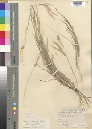 Image result for Tetrapogon