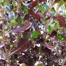 Image result for Coptosperma rhodesiacum